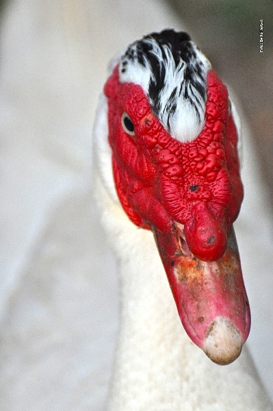 "Portrait in red" de Decio Badari