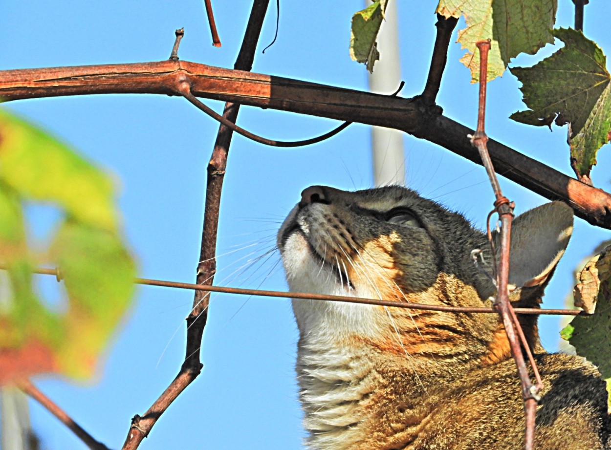 "O instinto felino, a ` Rajadinha` de olho nas aves" de Decio Badari