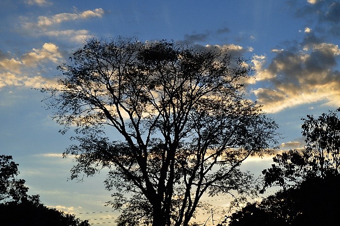 "Todo dia o Sol levanta e a gente canta......." de Decio Badari