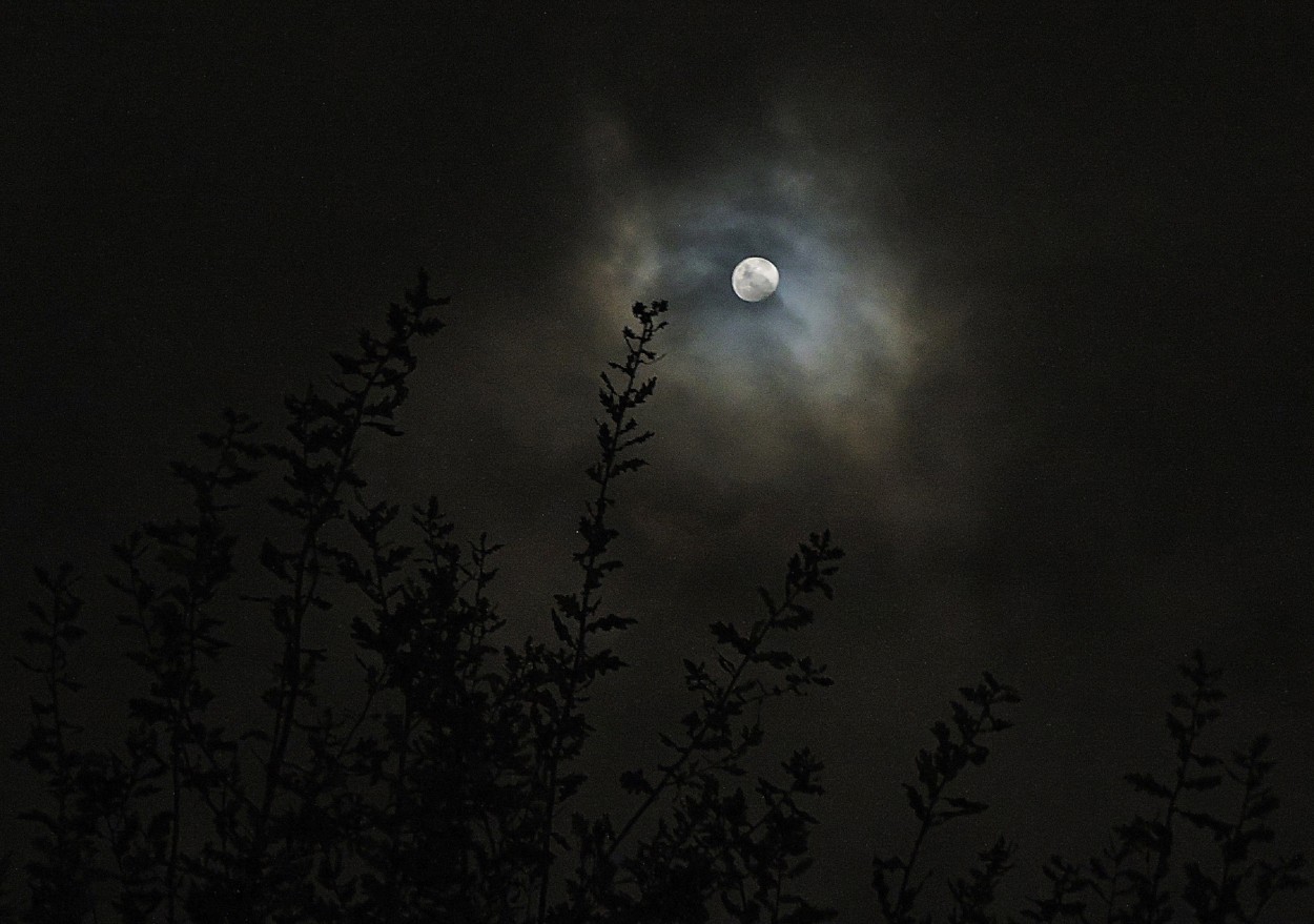 "Brillante luna" de Silvia Olliari