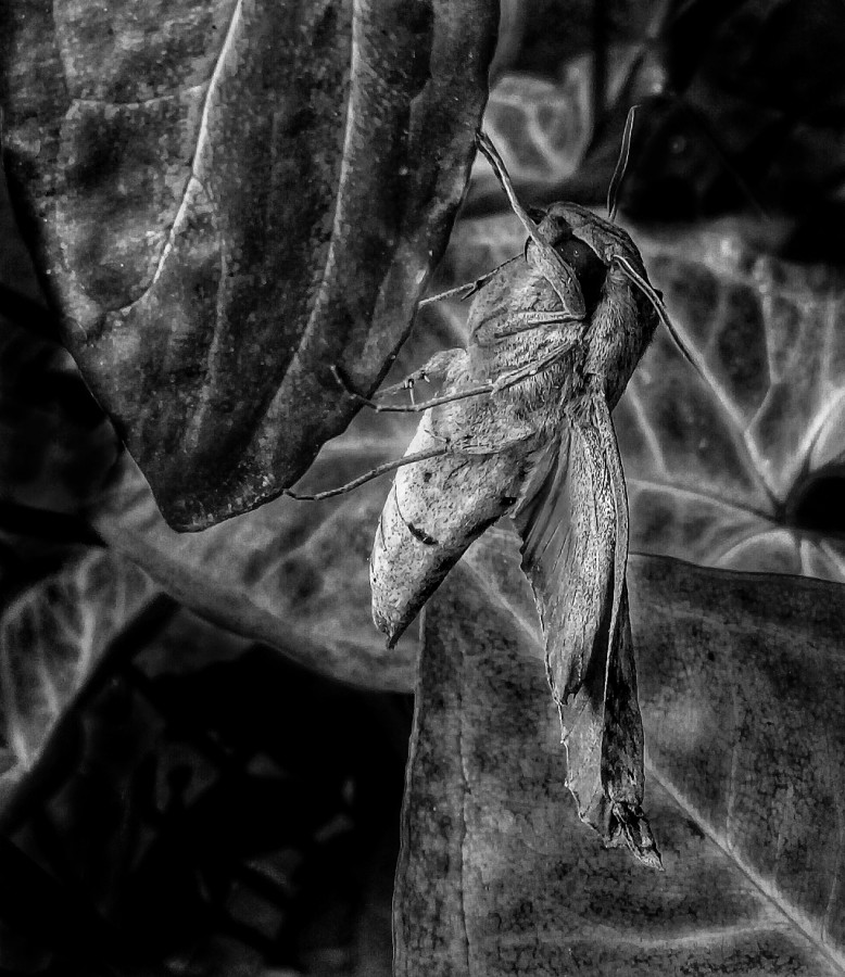 "Mariposa nocturna" de Roberto Guillermo Hagemann