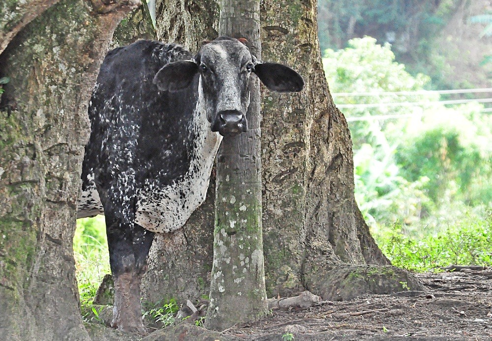 "Estava a fazer uma foto, ouo um barulho,assustei!" de Decio Badari