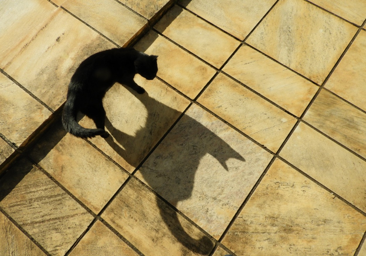 "Em minha caminhada desta manh, a nossa` Pretinha`" de Decio Badari