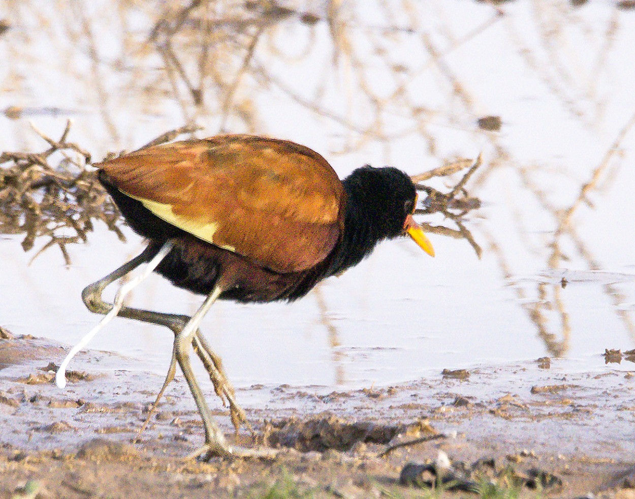 "Jacana" de Williams Daniel Nuez