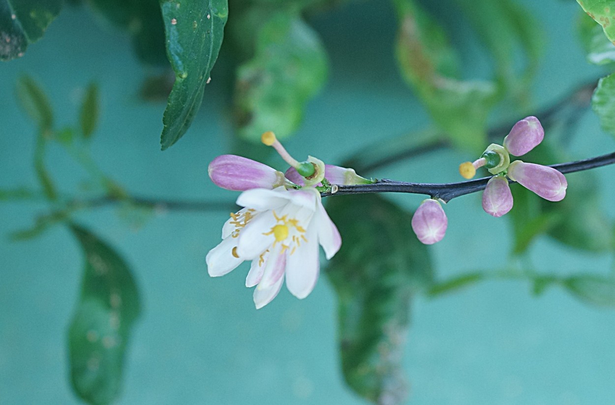 "Vem a a Primavera, as flores do Limoeiro!" de Decio Badari