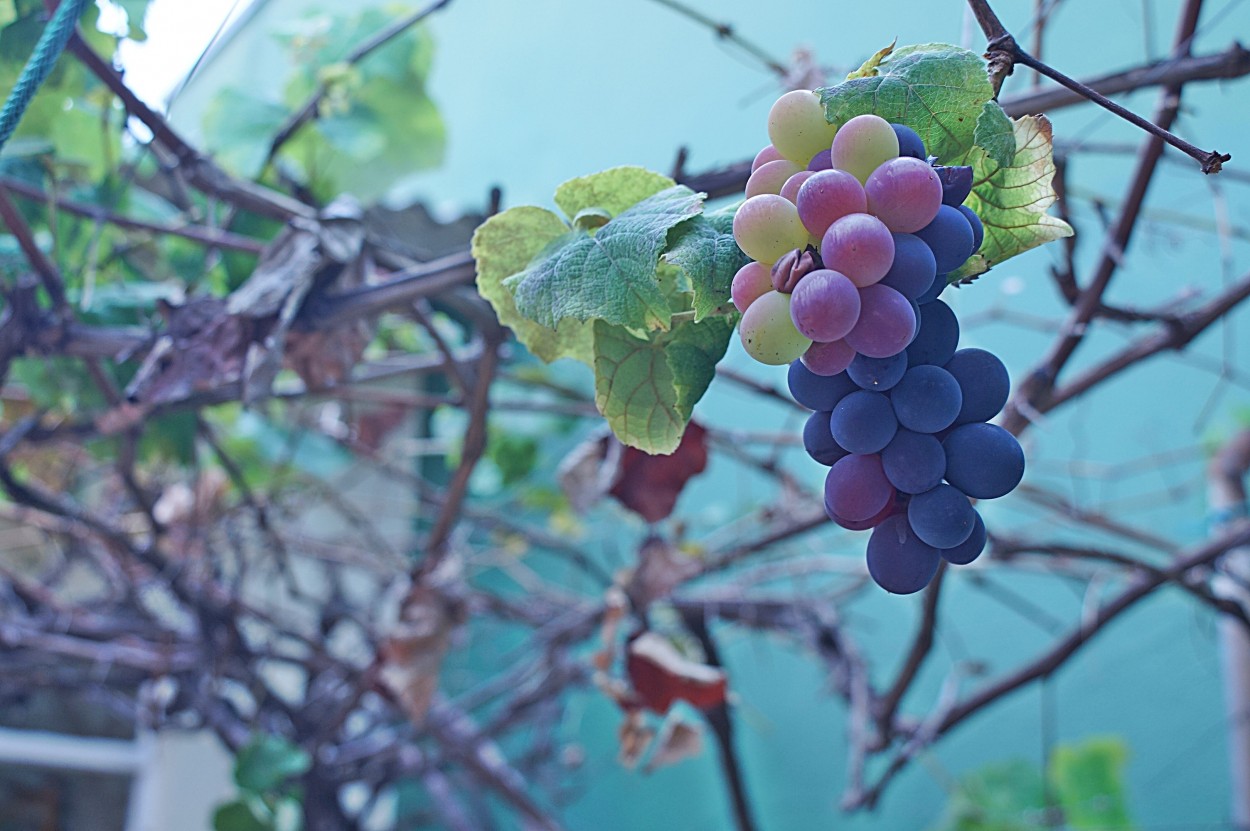 "Aps 6 meses em produo as ultimas uvas." de Decio Badari