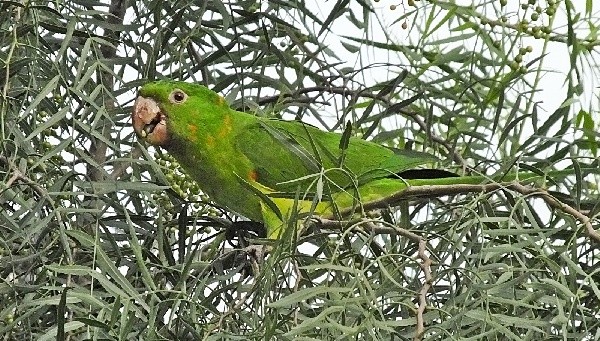 "Apesar do verde sobre verde, eu localizei!" de Decio Badari