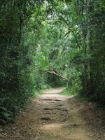 Frondosa senectud: el camino que se hace al andar