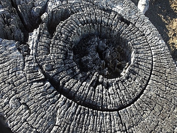 "O circulo da natureza e suas texturas." de Decio Badari