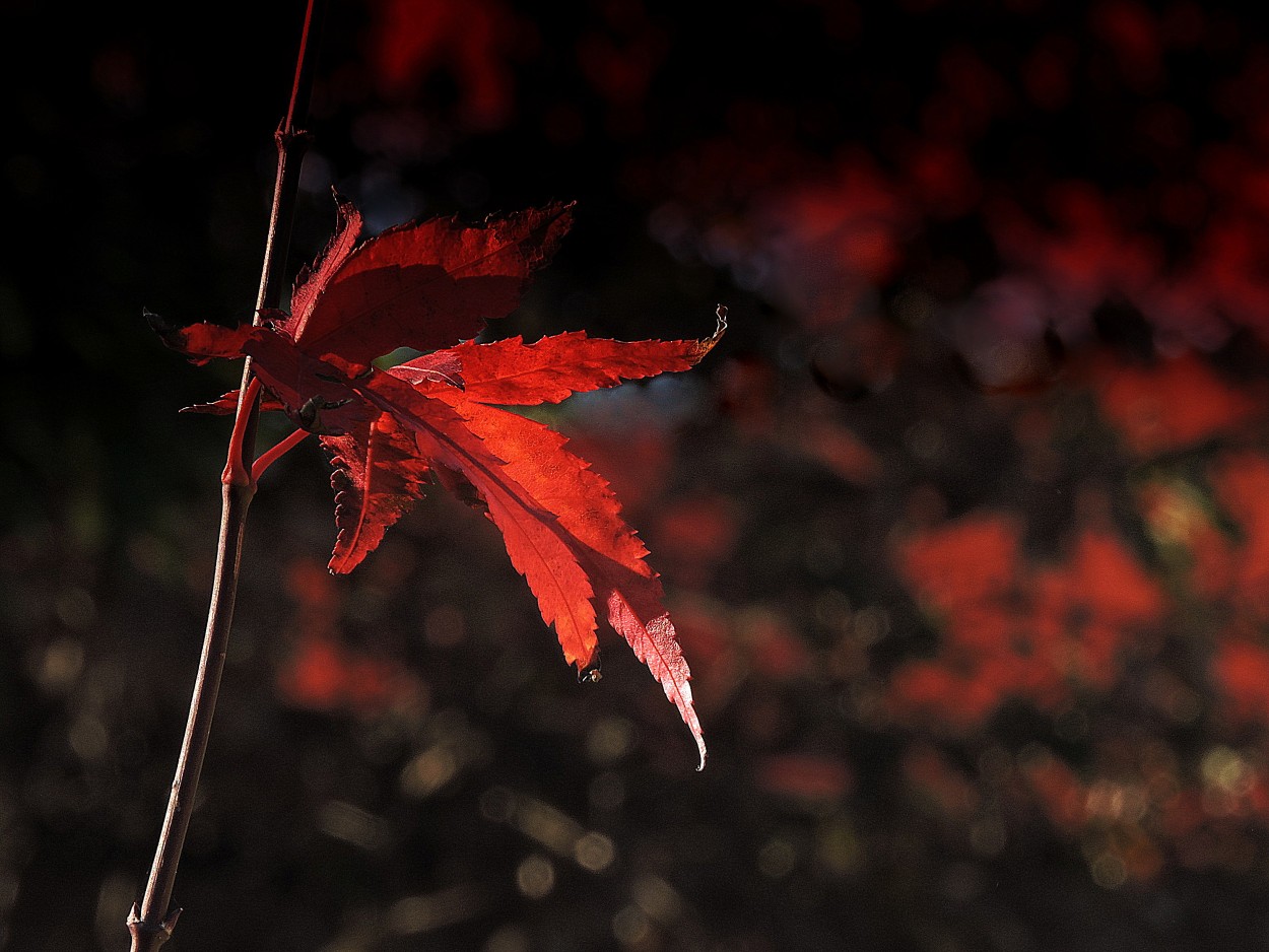 "Lady in red" de Silvia Olliari