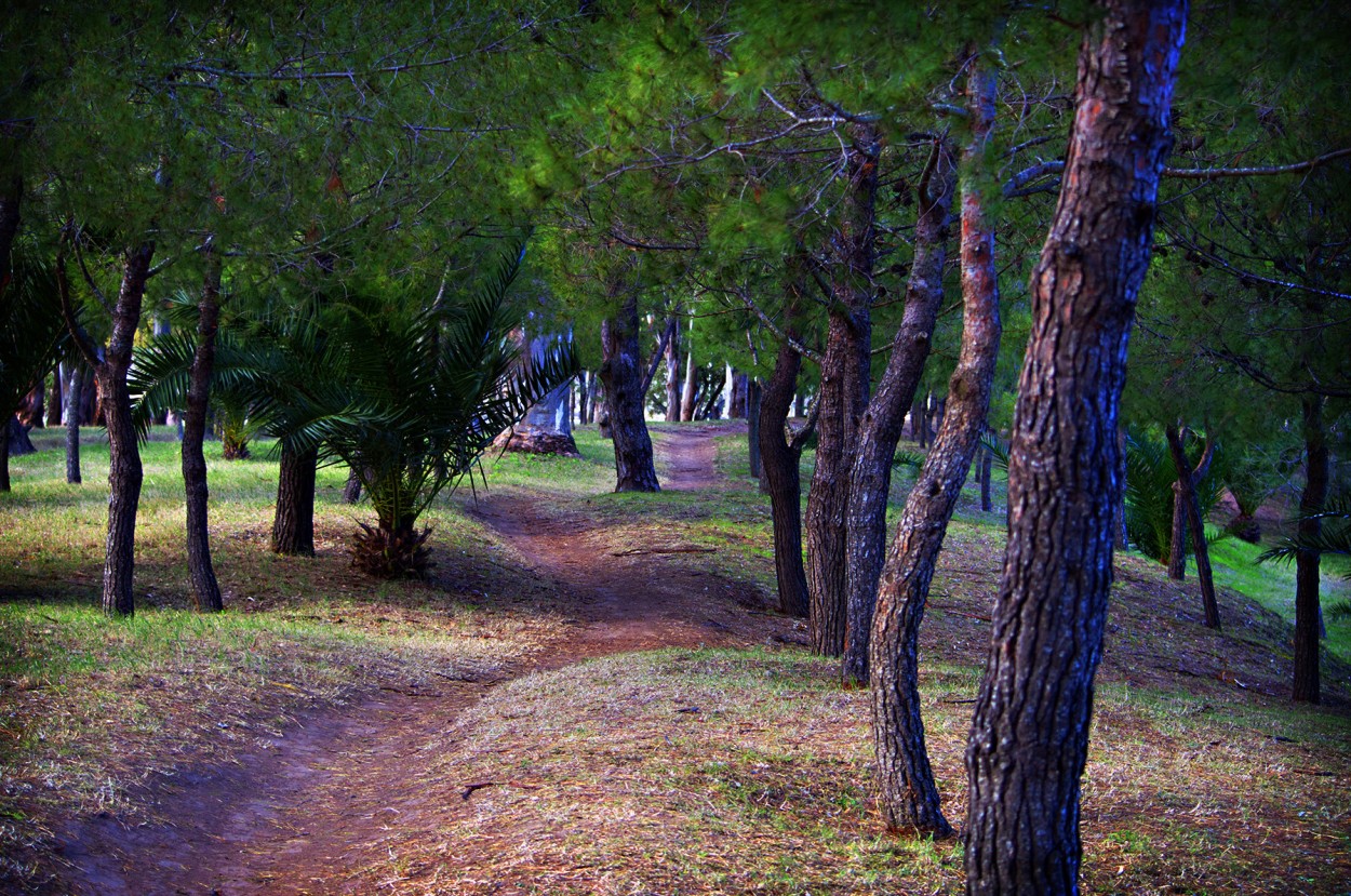 "Sendero" de Fernando Valdez Vazquez