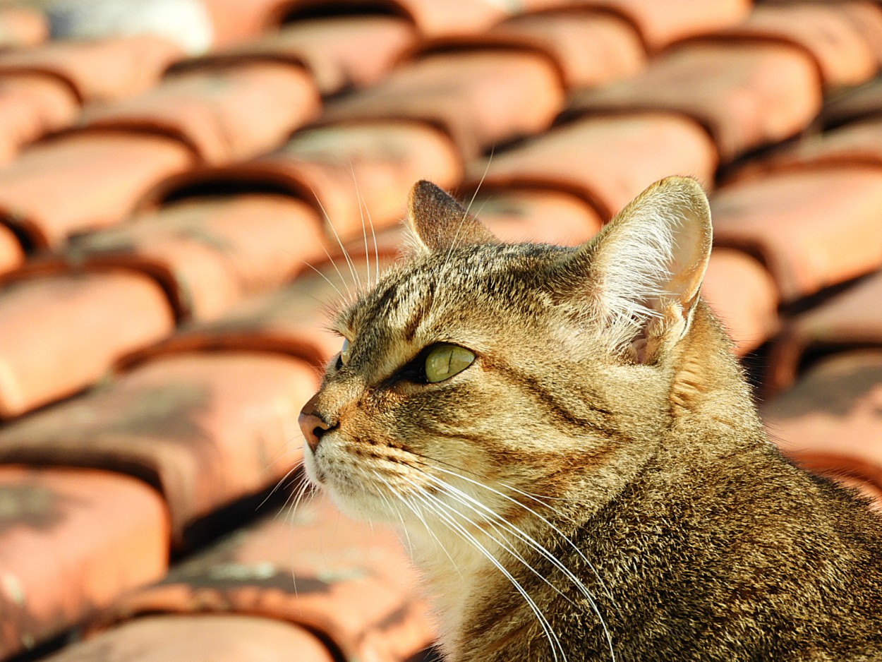 "O instinto felino, atenta as aves!" de Decio Badari