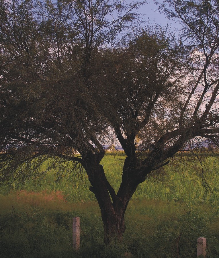 "Arbol" de Jose Luis Vicente Ojeda Lima