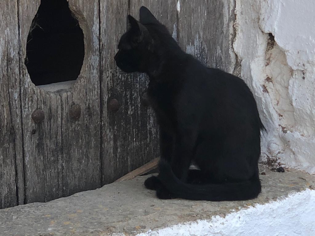 "Gato mirndose al espejo negro" de Carmen Estevez