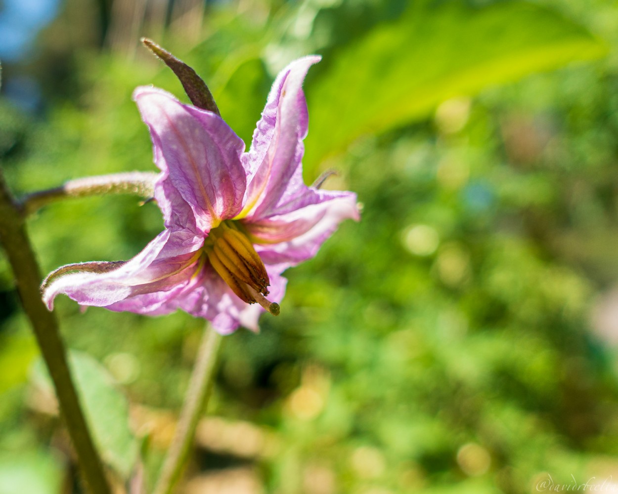 "una flor de mi jardn" de David Roldn