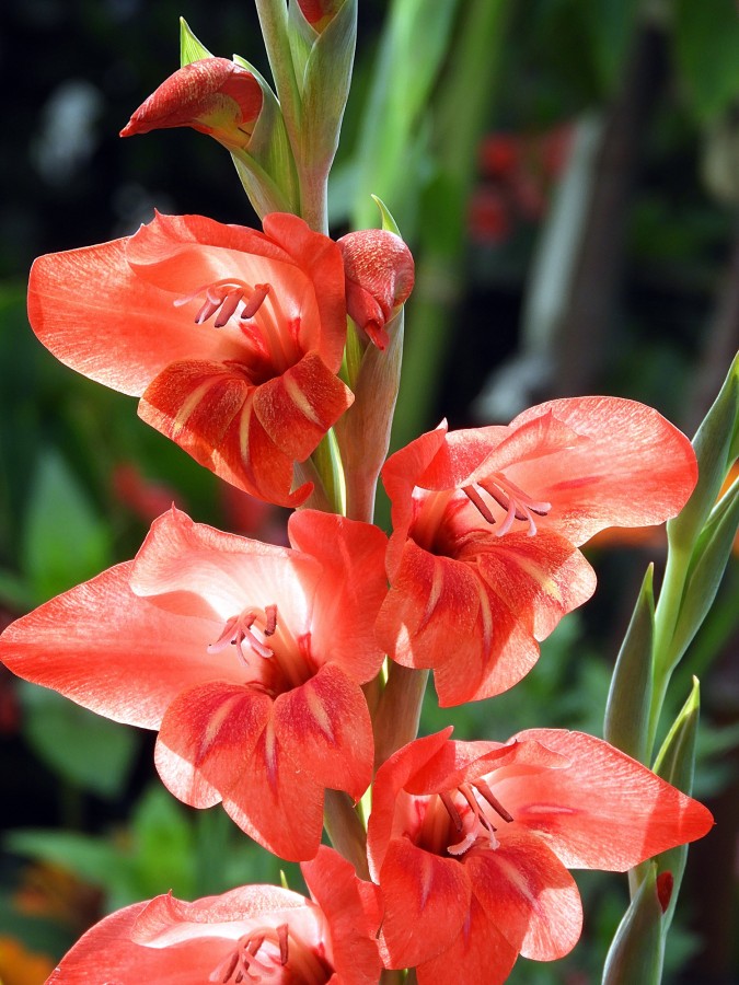 "Gladiolus x hortulanus; Palma de Santa Rita." de Decio Badari