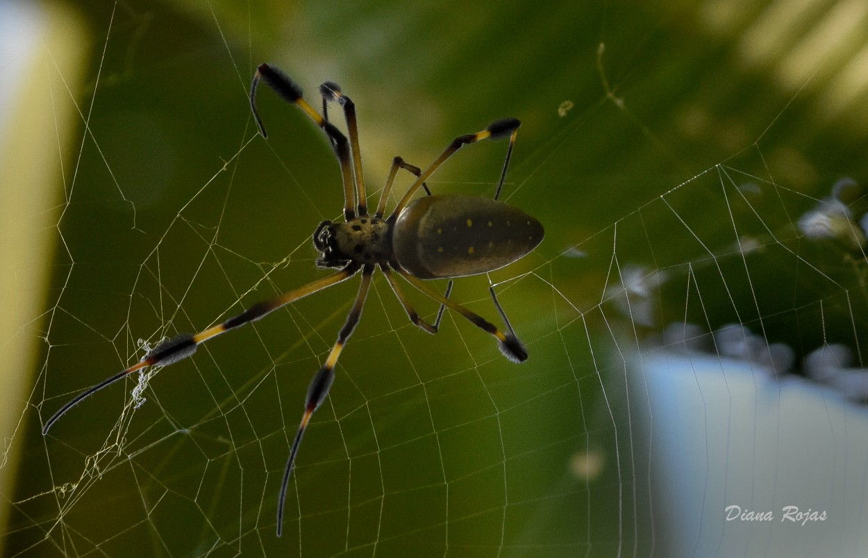 "Banana Spider" de Diana Rojas