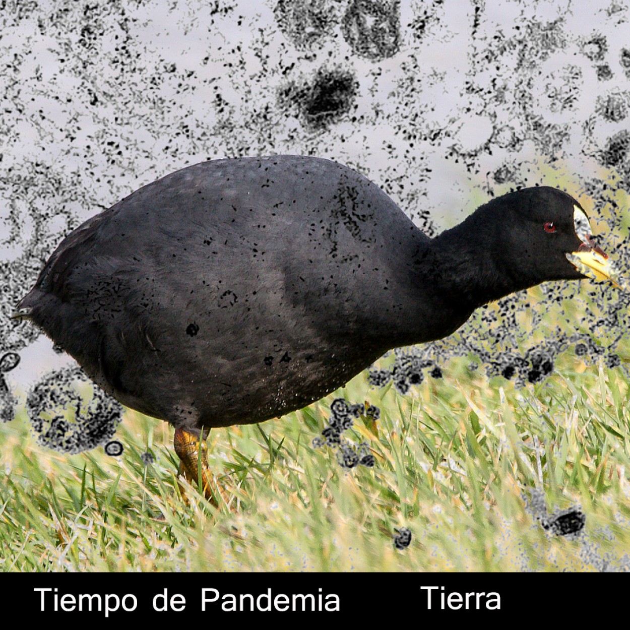 "Tiempo de pandemia 1/3 Tierra" de Williams Daniel Nuez