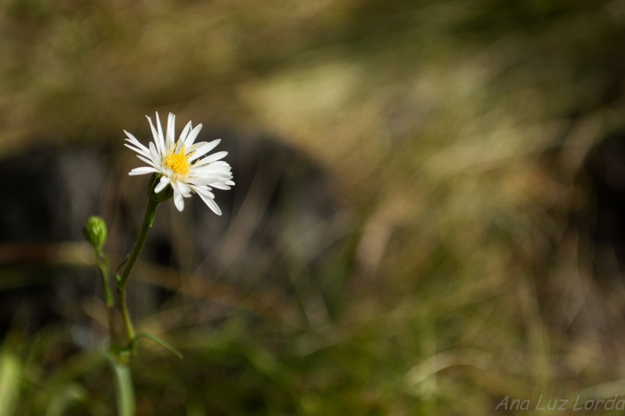 "Una pequea flor" de Ana Luz Lorda