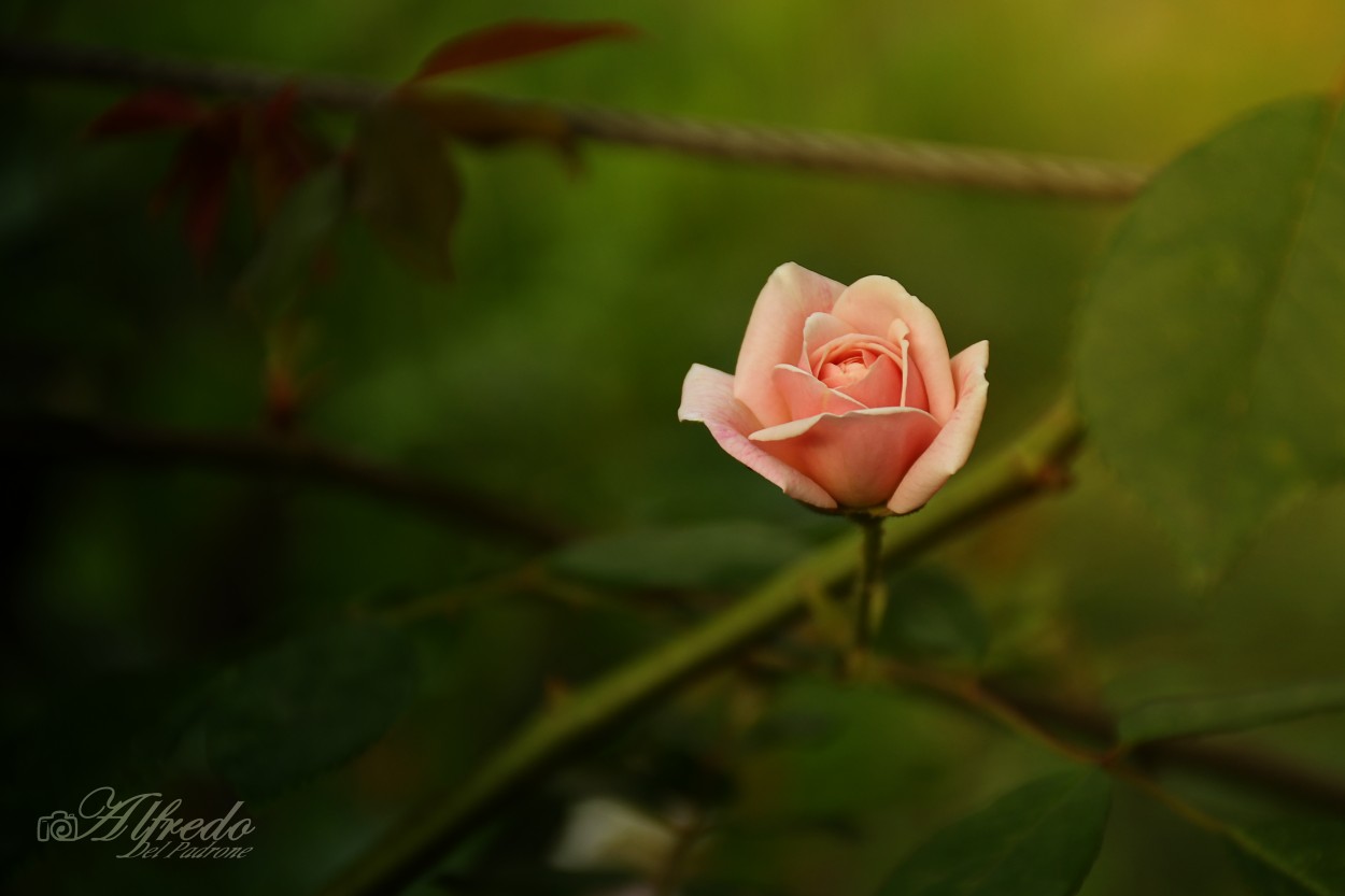 "Una rosa..." de Alfredo Del Padrone