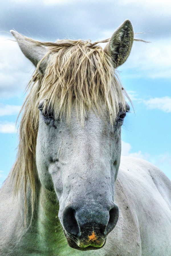 "Caballo II" de Kile Zabala