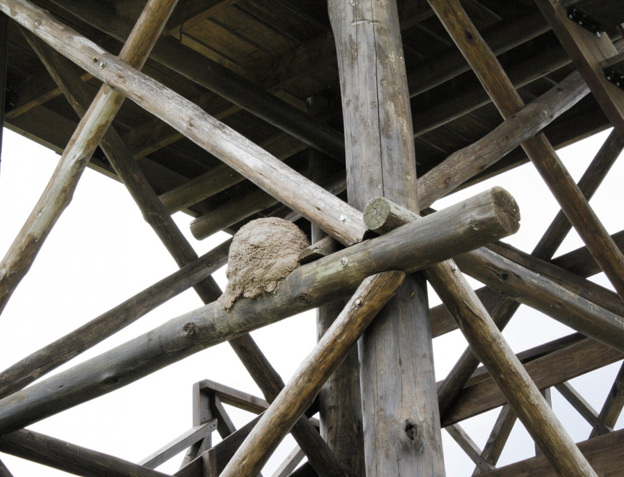 "Construccion de espalda." de Jorge Carlos Tarditi (carlos)