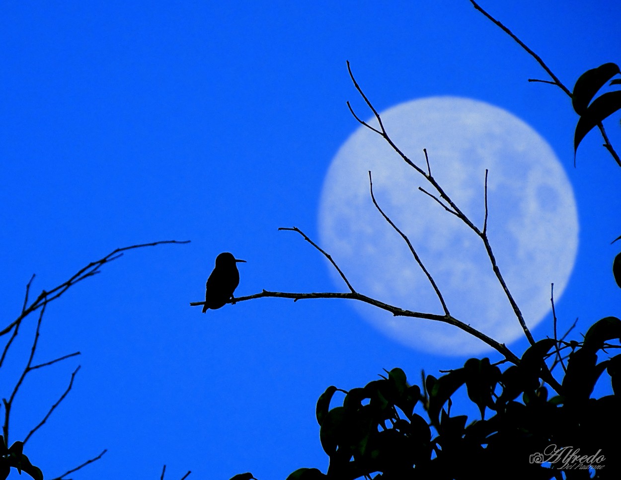 "Contemplando la luna...!!!" de Alfredo Del Padrone