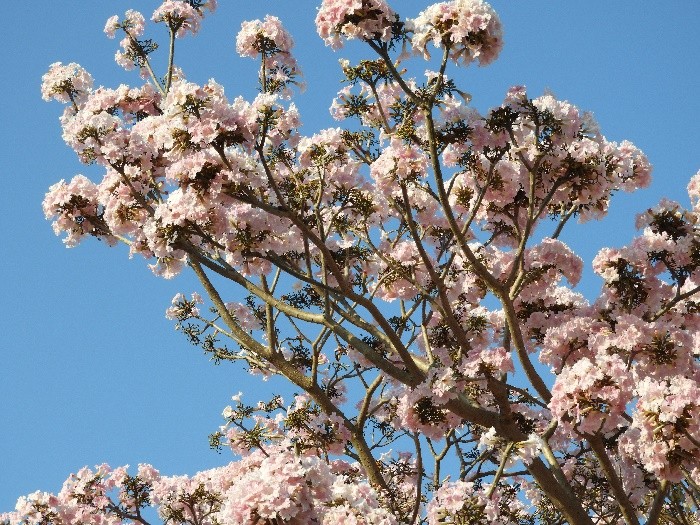 "De outras Primaveras, bons tempos!" de Decio Badari