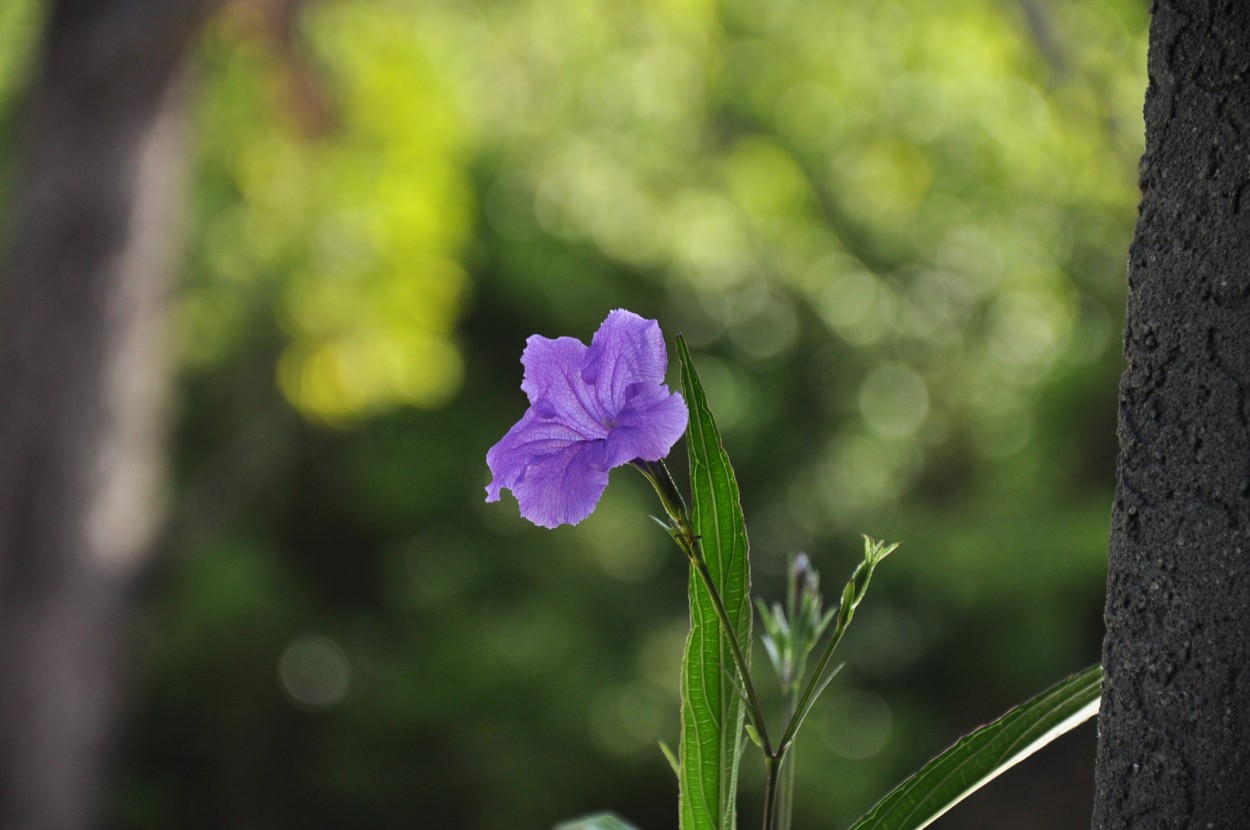 "Bella flor ..." de Alicia Di Florio