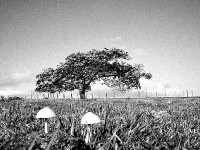 O campo e seus pormenores.