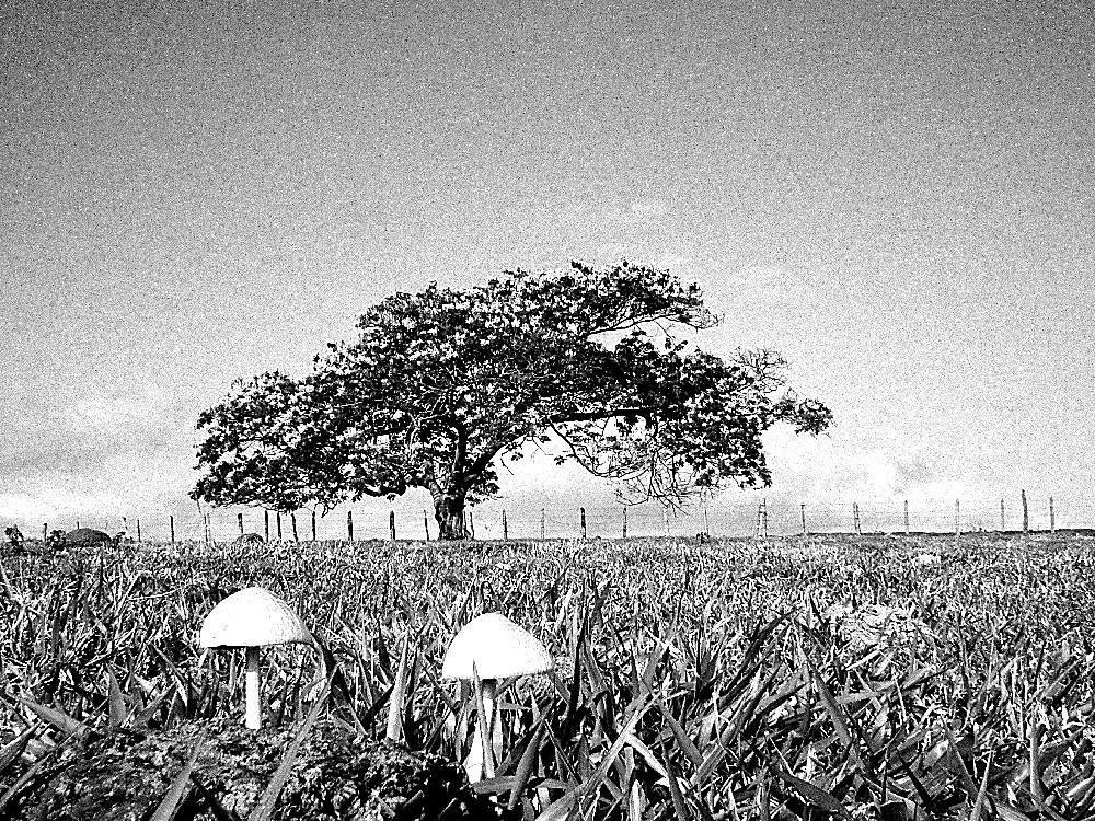 "O campo e seus pormenores." de Decio Badari