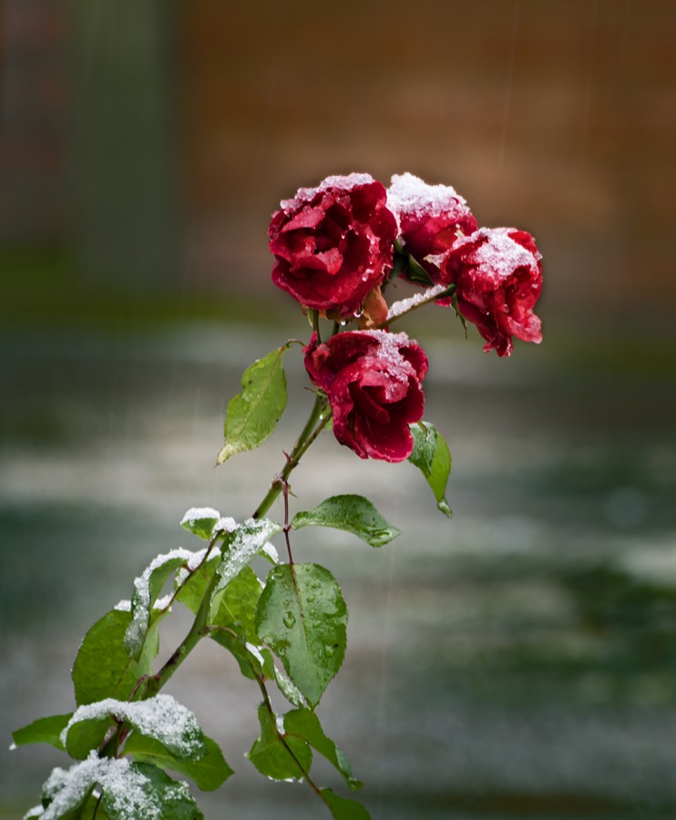 "Rojo cuarteto" de Carlos Francisco Montalbetti