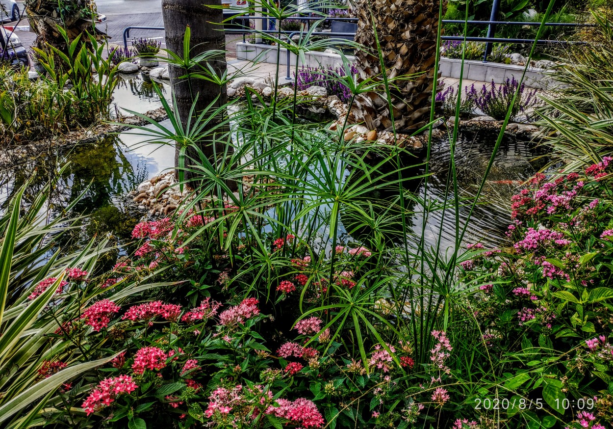 "lago con flores" de Tzvi Katz