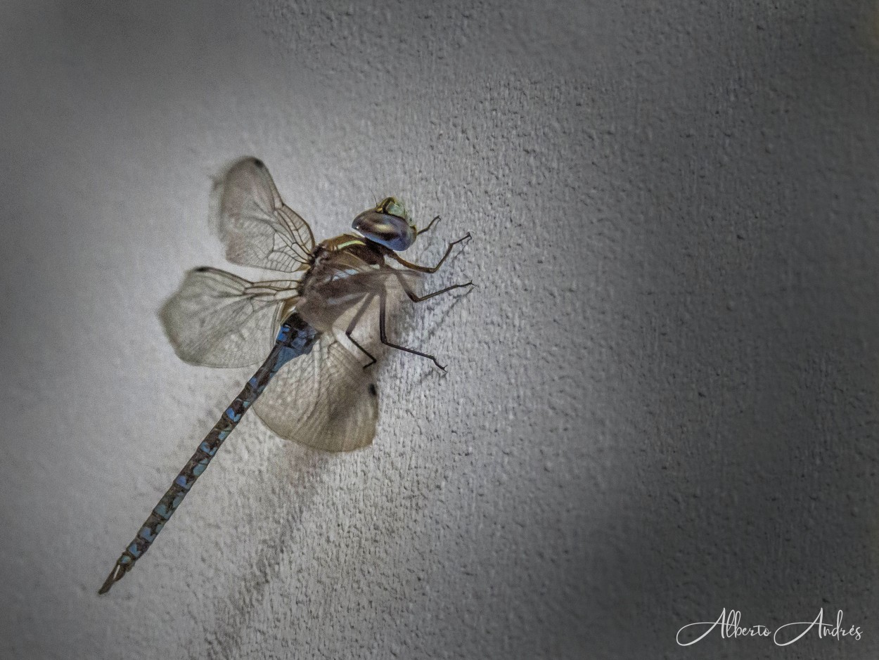 "Odonata o Liblula Azul" de Alberto Andrs Melo