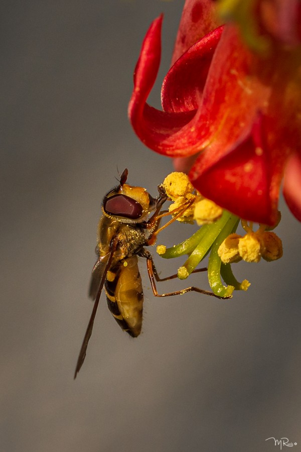 "Mosca de las flores" de Meire Rueda