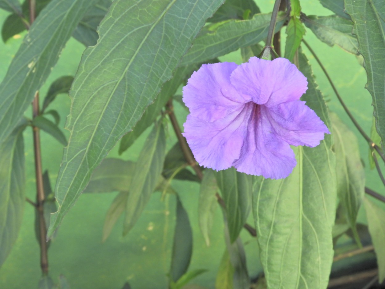 "Petunia, a solitria do nosso jardim" de Decio Badari