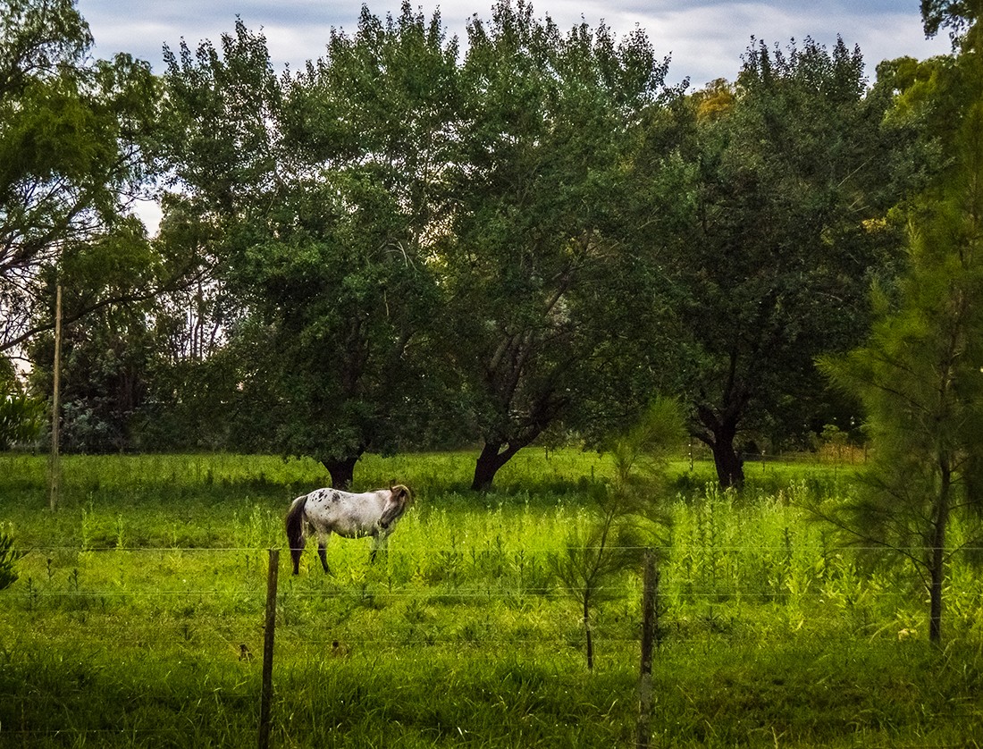 "Rodeado de verdes" de Fernando Valdez Vazquez