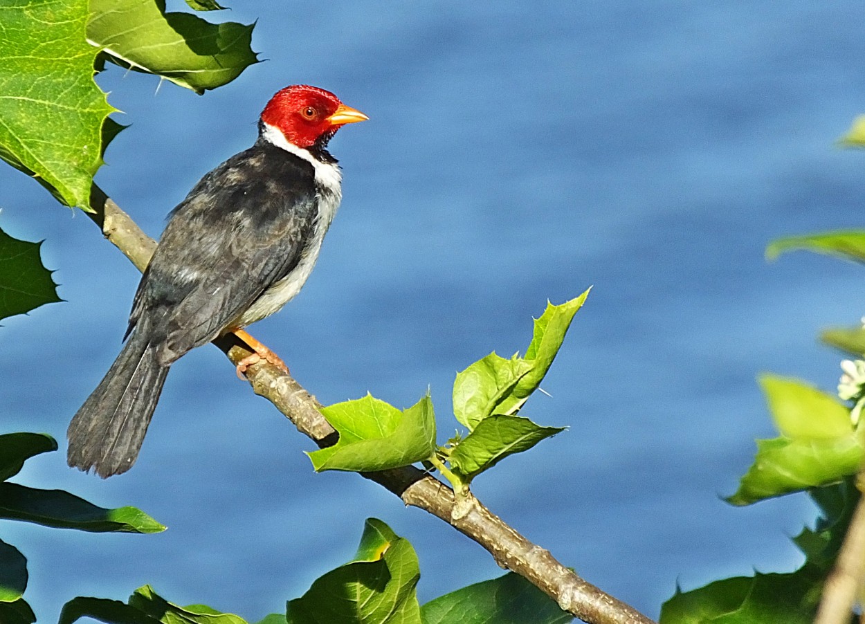 "Uma ave do Pantanal M.S.  a Cavalaria." de Decio Badari