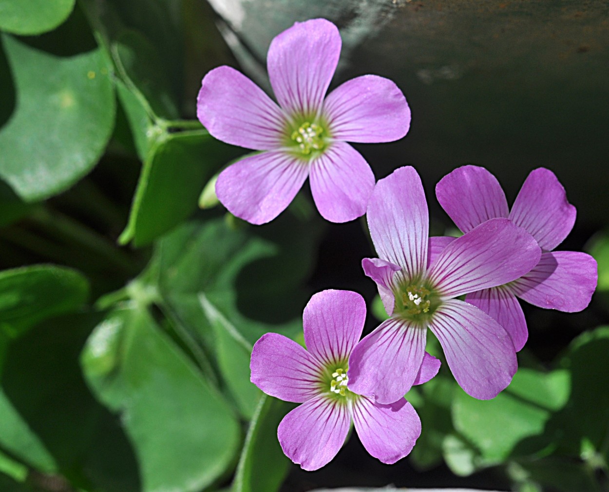 "As pequeninas flores do ` Trevo da sorte `" de Decio Badari