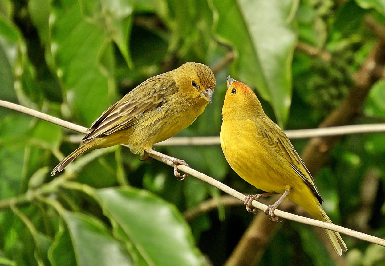 "A natureza e seus amores, a vida  bela!" de Decio Badari