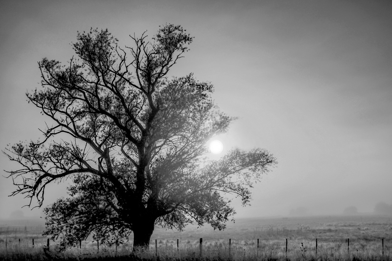 "Niebla del amanecer" de Eli - Elisabet Ferrari