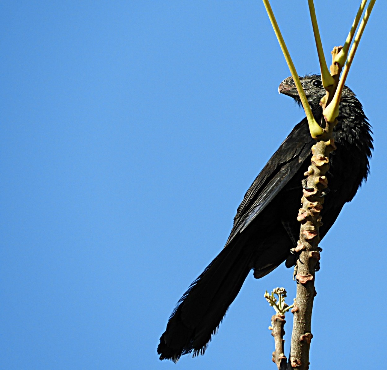 "O foco no olho do Anu-preto,neste dia das aves." de Decio Badari