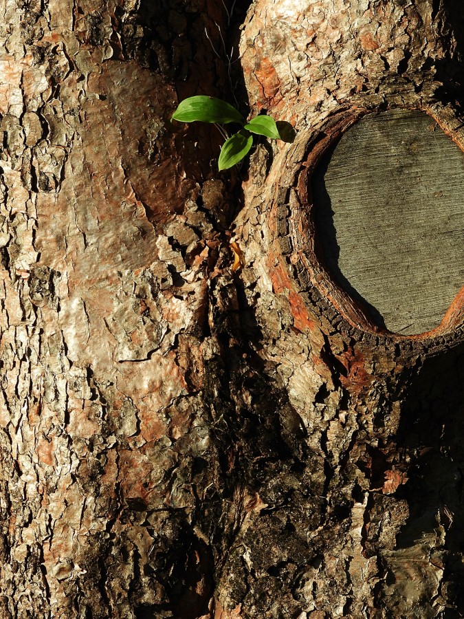 "A natureza e sua fora, um grande exemplo para ns" de Decio Badari