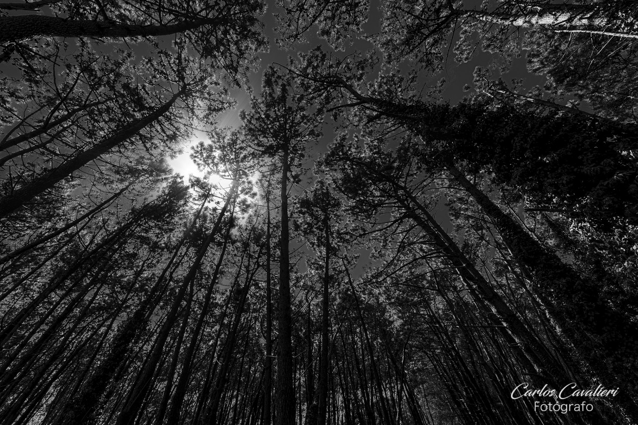 "Los Cielos del monte..." de Carlos Cavalieri