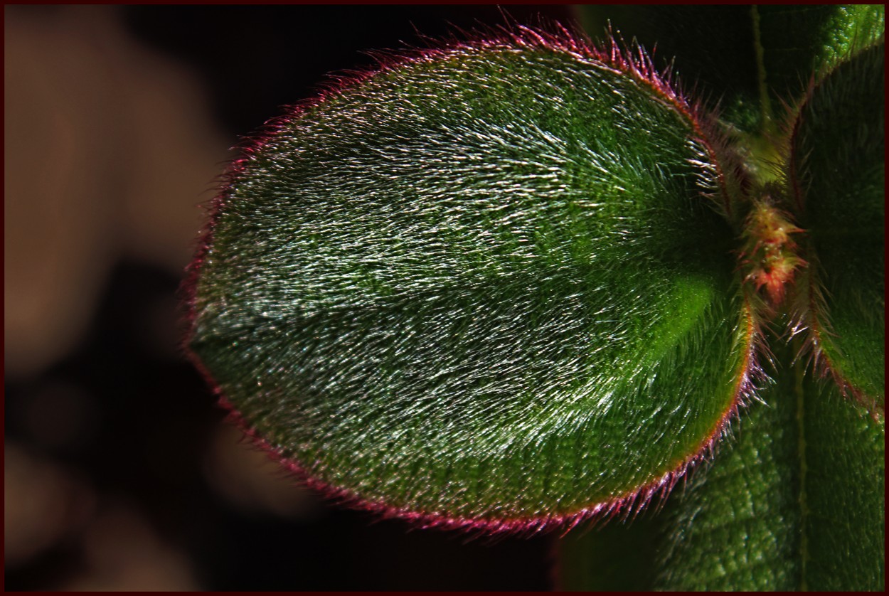 "Proteccin Vegetal..." de Silvia Emilia Guerra