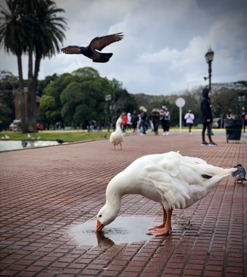 "Libres" de Laura Szapiro