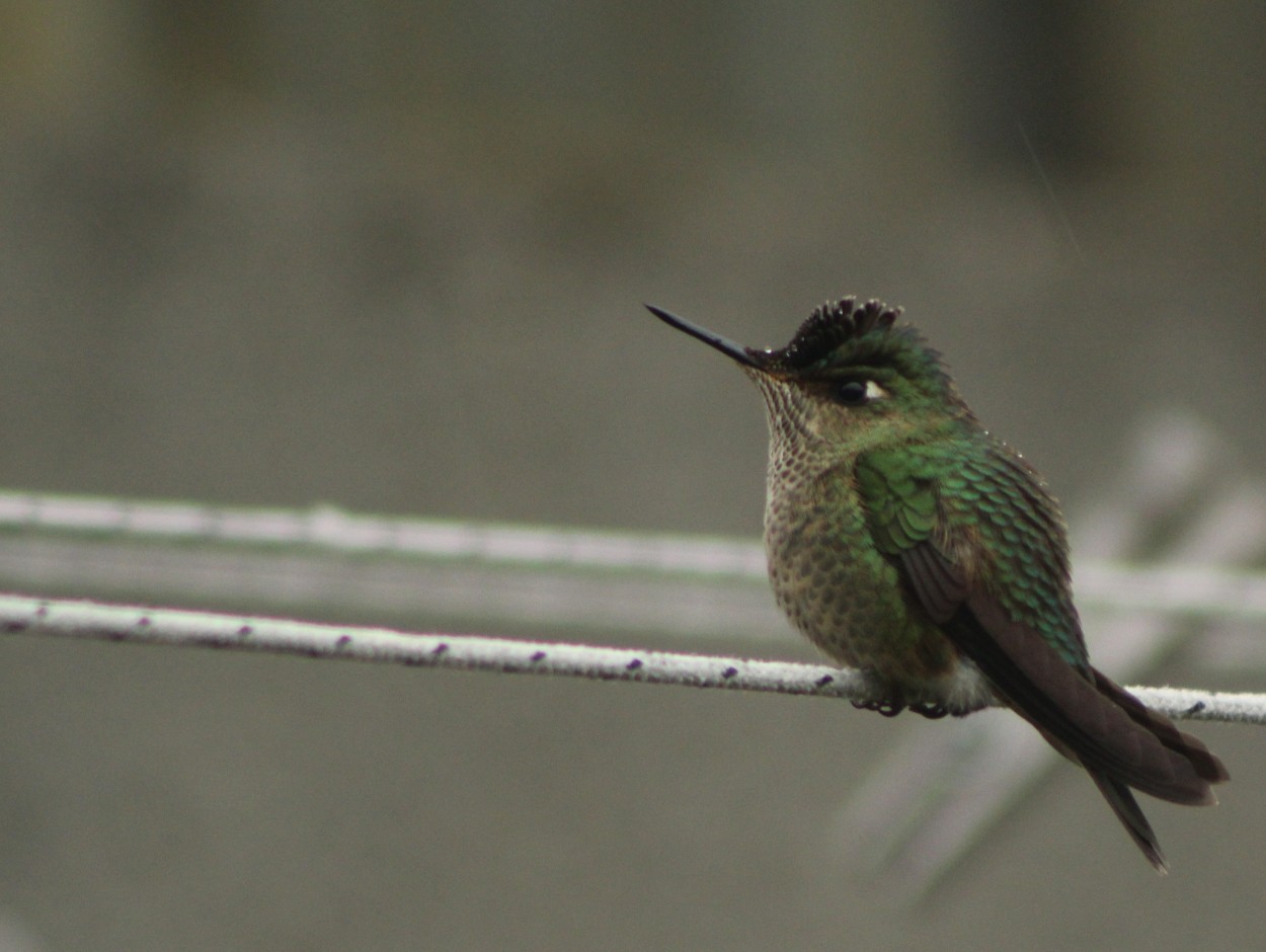 "Colibri" de Alejandra Cormick