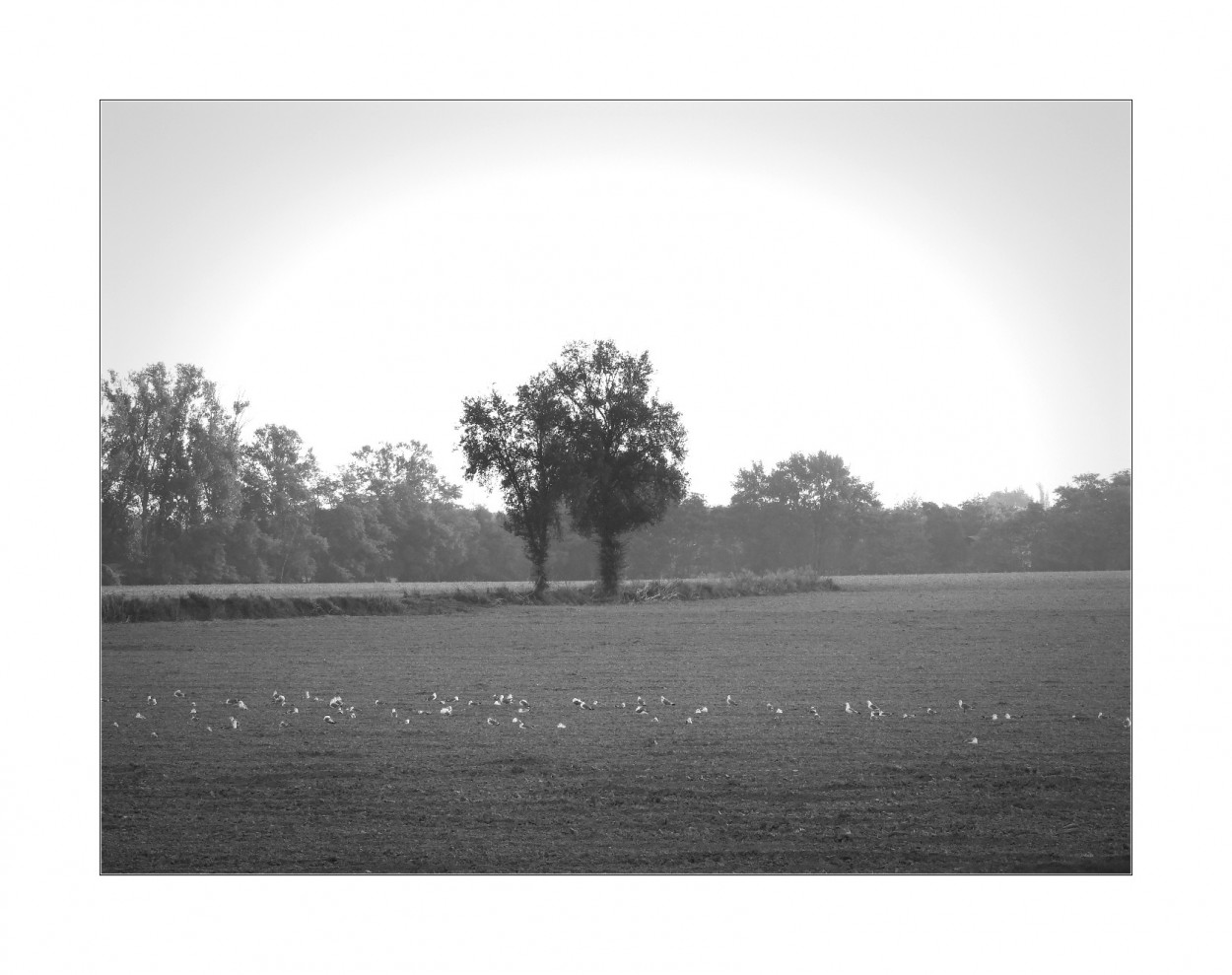 "GaVioTaS en el CaMPo" de Joana Sansalvador Roca