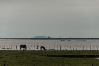 Solitarios en el campo inundado