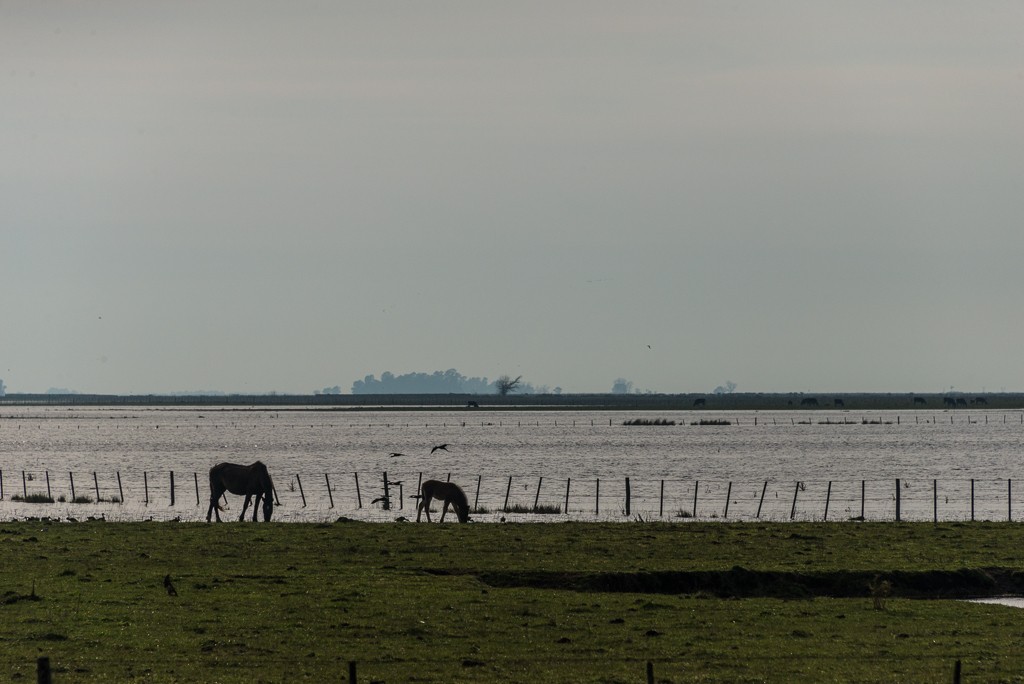 "Solitarios en el campo inundado" de Fernando Valdez Vazquez